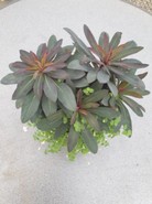 Duo Euphorbia