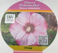 Hibiscus Cheesecake rosa