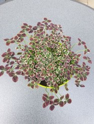 Trifolium Estella